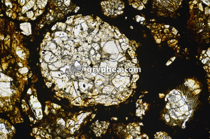 Météorite LPNA x16 - gryphea.com